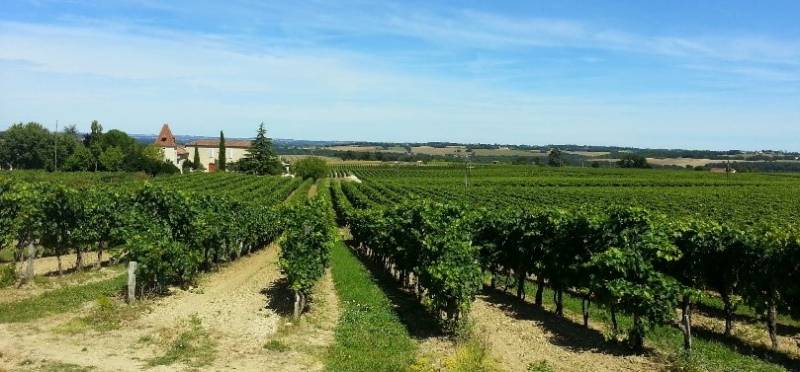 LES VIGNOBLES DE L'ARMAGNAC
