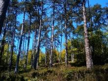 Nos prestations sur le secteur de proche de Biscarrosse dans les Landes